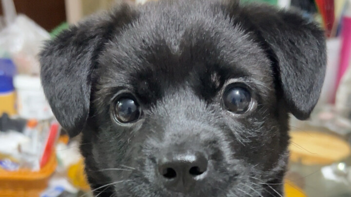 Such a cute puppy!! Such a cute puppy! Such a goofy, adorable puppy!