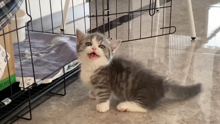 Some kittens just keep meowing until they grow up!
