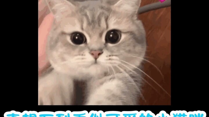 Cat: I just have to commit this sin!!