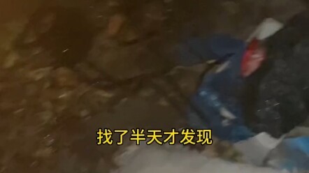 Mencari Keluarga Kucing Jalanan Beranggotakan Tiga