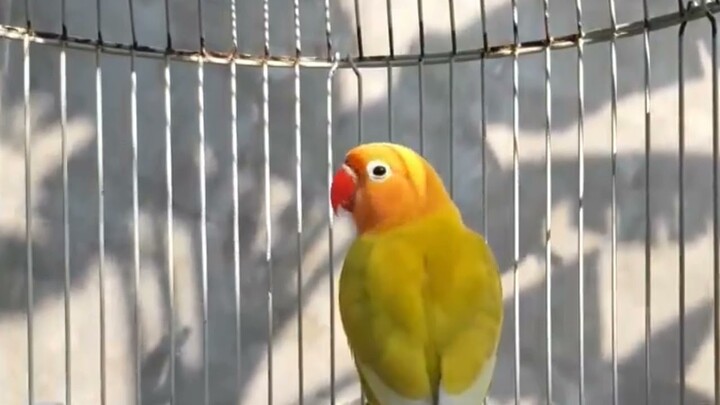 Lovebird Manapun Pasti Nyaut Jika Mendengar Pancingan Suara Burung Lovebird Ini