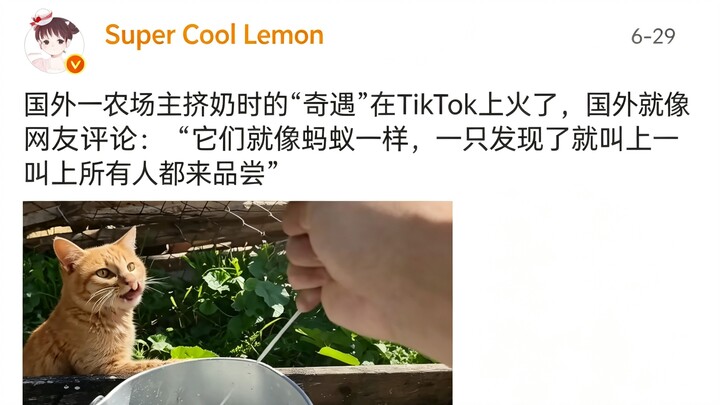เรื่องราวสุดแปลกขณะรีดนมของเกษตรกรรายหนึ่งในต่างประเทศกลายเป็นไวรัลบน TikTok ชาวเน็ตต่างประเทศคอมเมน