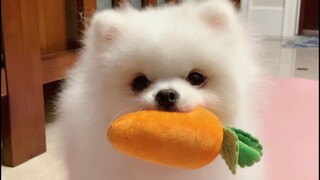 Ồ, mẹ tôi đang cãi nhau với một bó cà rốt!!