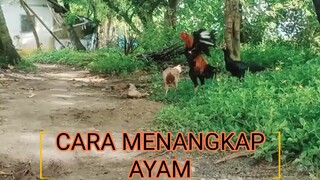 TUTORIAL MENANGKAP AYAM LIAR