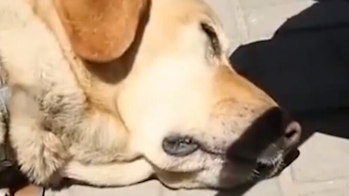 Life dealt a cruel blow to the poor dog!