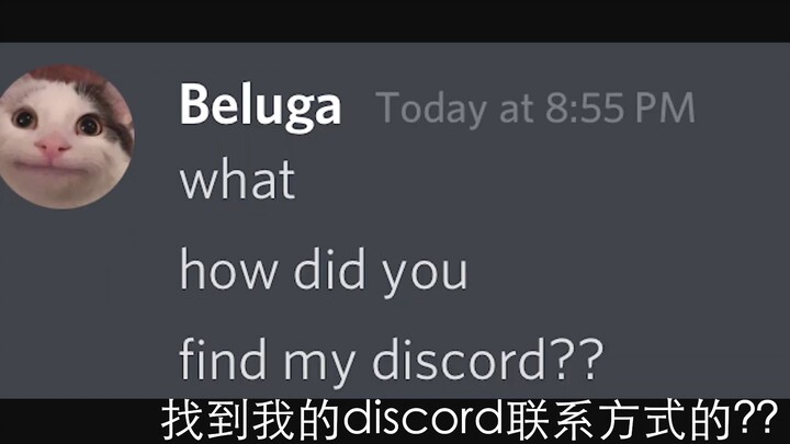 [Beluga and His Buddies] Curiosity Can Kill the Cat...