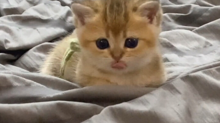 Come Watch the Kitten Daydreaming