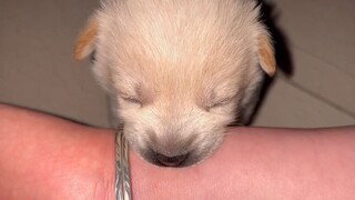 Anjing ini...lucu banget