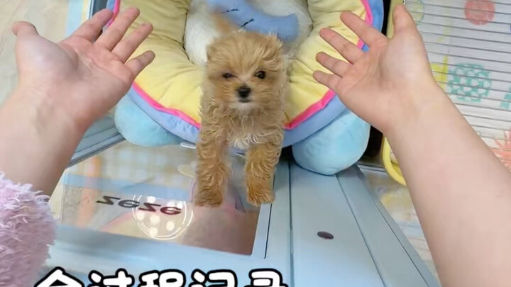 Immersive 4-minute experience: On the second day after the little puppy came home, it already master