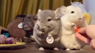 หมาตัวนี้ไร้ความสนใจนะ#เรื่องขำๆ