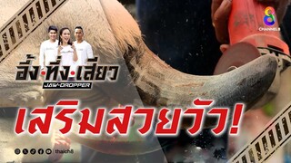 เสริมสวยวัว! | อึ้ง ทึ่ง เสียว