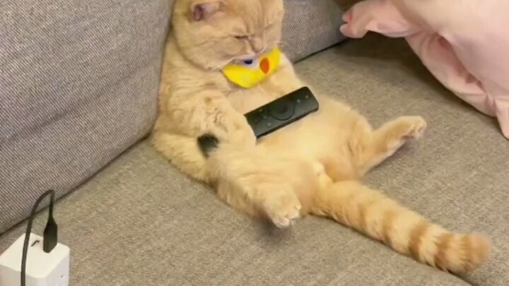 Just like me, bored at home on vacation