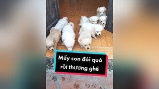 Mấy con đói quá rồi huhu cunyeucuadua chó chócon chókhôn chócute xuhuong fyp