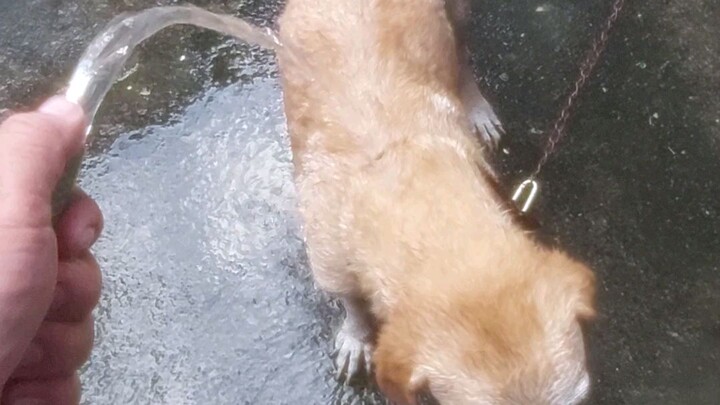 ligo muna
