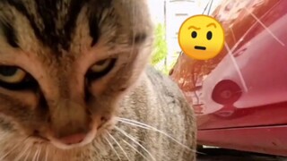 Cat, this battle is cool