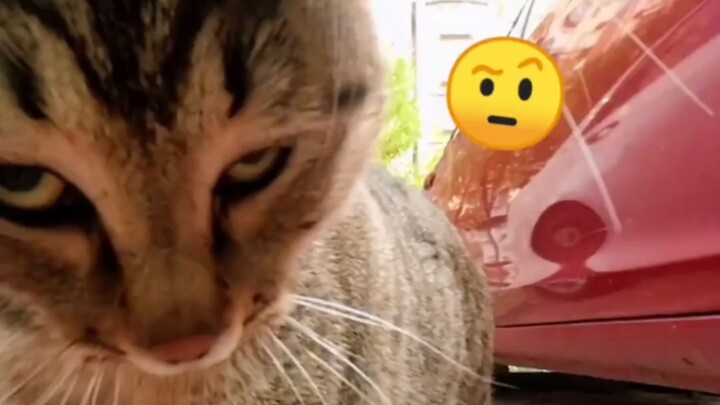 Cat, this battle is cool