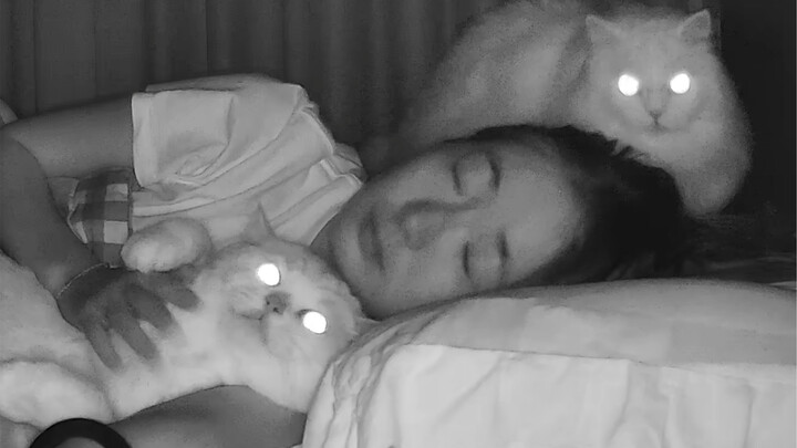 Thế giới nát tan, chú mèo nhỏ khâu vá từng mảnh.