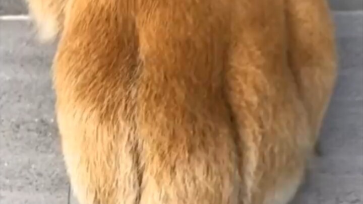 Lihat betapa besarnya cakar kucing besar itu