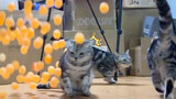 Cats fly when 100 Ping-Pong balls knock to the ground