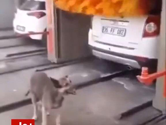 Sự khác biệt giữa con người và động vật là gì?