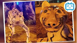 Xôn xao đàn hổ GẦY TRƠ XƯƠNG đón tết 2022 tại Phú Thọ cơ quan chức #doisong