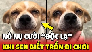 Bé chó nở NỤ CƯỜI ĐỘC LẠ mỗi lần bị phát hiện trốn nhà đi chơi 😂 | Yêu Lu