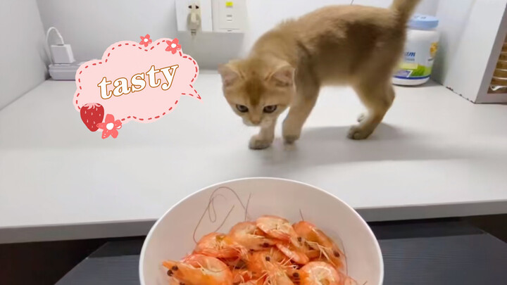 [สัตว์โลก] แมว: ฉันชอบกุ้ง