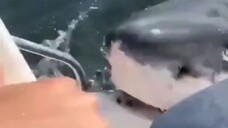 Shark biting the boat