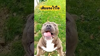 *ดูคลิปเต็มลิงค์ข้างบน* เสียแรงไว้ใจ งับเข้าไปสุดแรงเกิด #funny #awesome #reels #รวมคลิปตลก