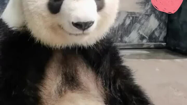 ครั้งแรกที่เห็นสีหน้า “หมดคำจะพูด” บนใบหน้าของแพนด้ายักษ์
