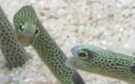 【Thủy cung Sumida】Hình ảnh quý hiếm về đàn cá chình vườn đánh nhau bùng nổ!