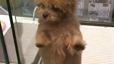 Một chú chó Shiba đang nỗ lực quảng bá bản thân