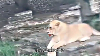 แล้วคุณออกเสียงว่าสิงโตว่าอย่างไร?