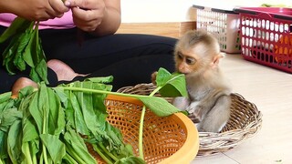 Adorable Orphan Baby Monkey Maku Like to eat green vegetables | Healthy vegetables