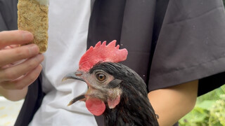 Because you love poultry... grow up a bit...