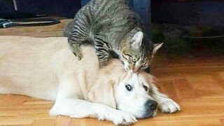 Chiếc Video Cực Bựa Của Bọn Boss Béo | Boss Béo