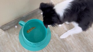 Suddenly throw snacks into the water bowl to see how the puppy reacts
