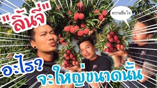 เช้านี้มาเก็บลิ้นจี่ที่สวนมาฝากfcทุกคนจ้าาาา🤗