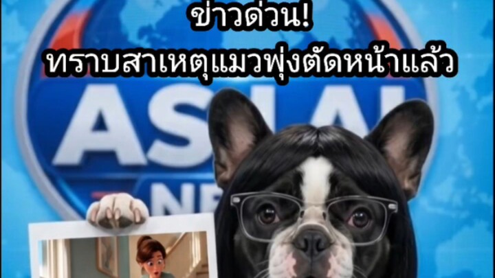 ‎[สำนักข่าว ASUJIAI] ข่าวด่วน! ทราบสาเหตุแมววิ่งตัดหน้าแล้ว #asujiai #funny #cat #dog