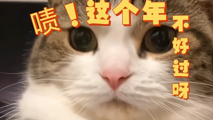 Meow: Tahun ini tidak akan berjalan dengan baik!