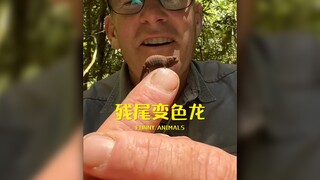 Super Super Tiny Chameleon - Stump-tailed Chameleon