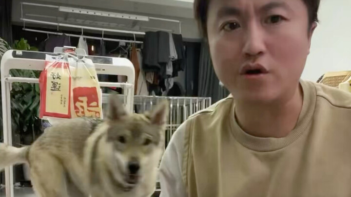 Dog Training Experience Sharing
