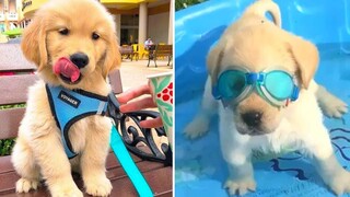 ลูกสุนัขโกลเด้นรีทรีฟเวอร์ที่สนุกและน่ารักที่สุด 24- วิดีโอลูกสุนัขตลกปี 2020