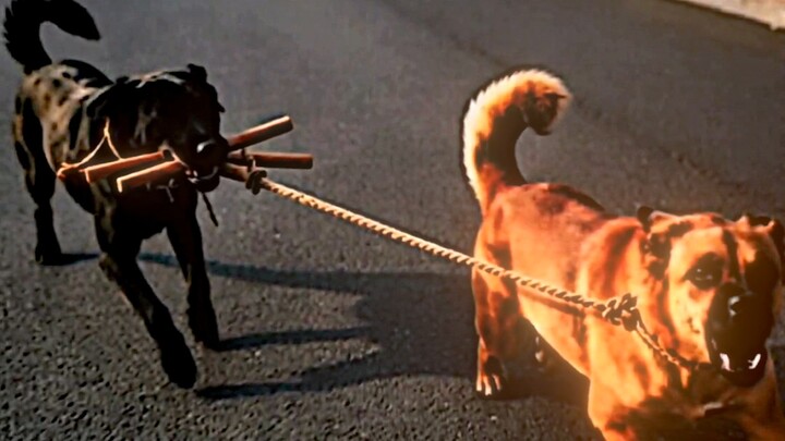 “Anjing besar mengunyah, kini muncul pasangan bintang baru”