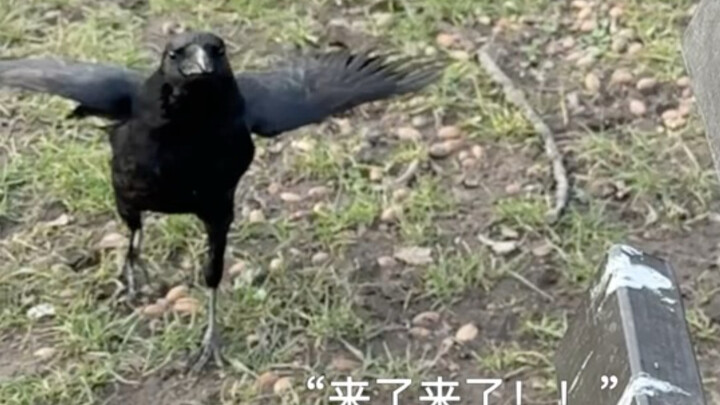 อีกาตื่นเต้นจนแทบไม่เชื่อสายตาแล้ววิ่งมา