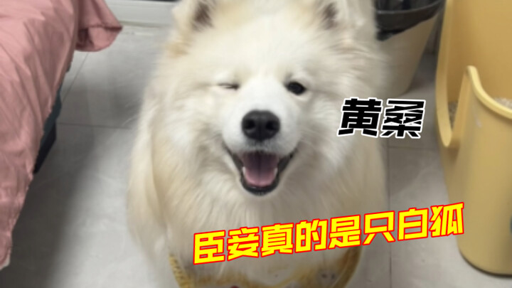 How could anyone possibly cast a Samoyed as a White Fox??! (I was too busy today to make dog food, s