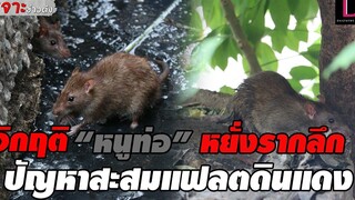 วิกฤติ “หนูท่อ” หยั่งรากลึก ปัญหาสะสมแฟลตดินแดง ไร้ทางออก เจาะข่าวดัง เดลินิวส์ 11/07/65