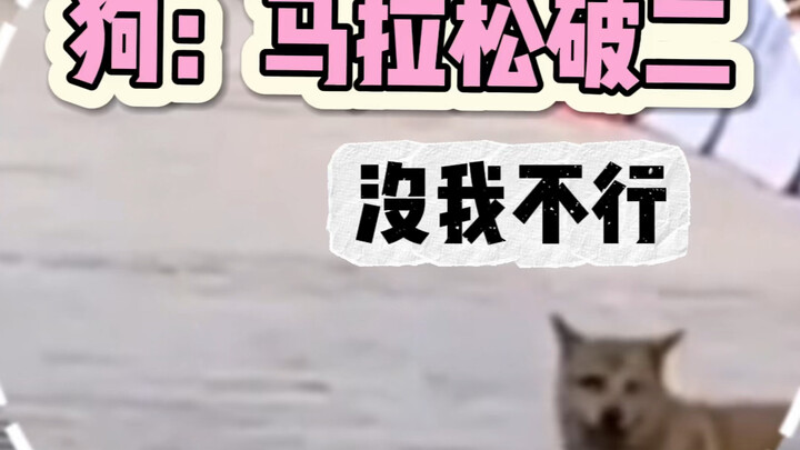 الكلب المدعو من المنطقة A يساعد البشر على كسر حاجز الساعتين في الماراثون! الكلب: إذا كنت تسأل، فاسأل