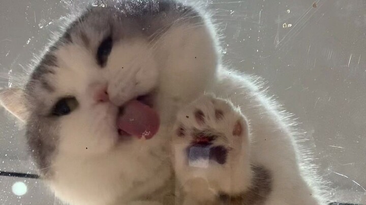 นี่ใช่มุมมองของแมวหน้าใหญ่ที่พวกคุณอยากดูรึเปล่า?