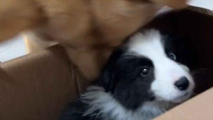 พอเจ้าโกลเด้นรีทรีฟเวอร์มีลูกหมาตัวน้อยแล้ว…หางก็กระดิกจนเหมือนใบพัดเลย!